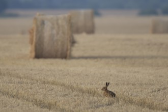 European brown hare (Lepus europaeus) adult animal in a farmland stubble field in summer with straw