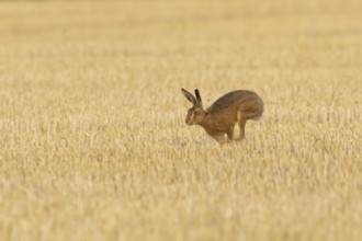 European brown hare (Lepus europaeus) adult animal running in a farmland stubble field in summer,