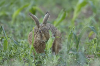 European brown hare (Lepus europaeus) adult animal feeding in a farmland maize field in summer,