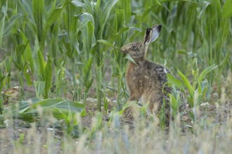 European brown hare (Lepus europaeus) adult animal feeding in a farmland maize field in summer,