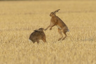European brown hare (Lepus europaeus) two hares adult animals boxing in a farmland stubble field in