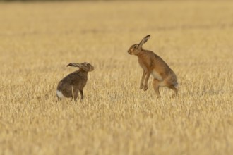 European brown hare (Lepus europaeus) two hares adult animals boxing in a farmland stubble field in