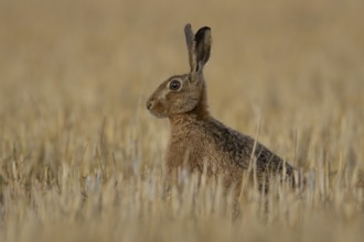 European brown hare (Lepus europaeus) adult animal in a farmland stubble field in summer, England,