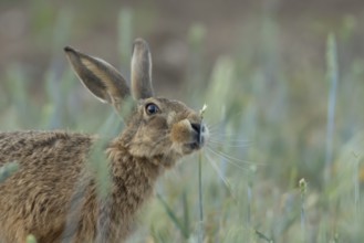European brown hare (Lepus europaeus) adult animal in a farmland cereal field in summer, England,