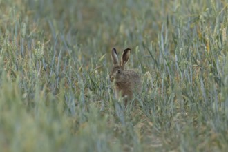 European brown hare (Lepus europaeus) juvenile baby leveret animal feeding in a farmland wheat