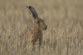 European brown hare (Lepus europaeus) adult animal in a farmland stubble field in summer, England,