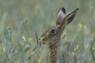 European brown hare (Lepus europaeus) adult animal feeding in a farmland wheat field in summer,