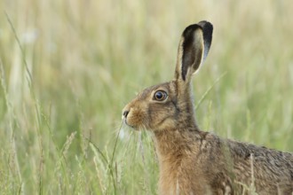 European brown hare (Lepus europaeus) head portrait adult animal in a farmland field in summer,