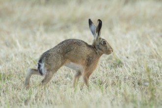 European brown hare (Lepus europaeus) adult animal stretching in a farmland stubble field in
