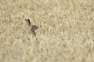 European brown hare (Lepus europaeus) adult animal feeding in a farmland wheat field in summer,