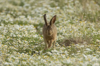 European brown hare (Lepus europaeus) juvenile baby leveret animal running in a farmland field with