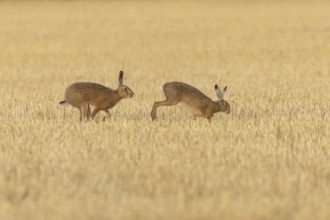 European brown hare (Lepus europaeus) two hares adult animals running in a farmland stubble field