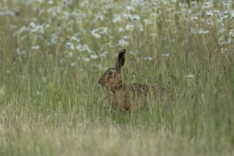 European brown hare (Lepus europaeus) adult animal in a farmland field in summer, England, United