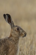 European brown hare (Lepus europaeus) adult animal in a farmland stubble field in summer, England,
