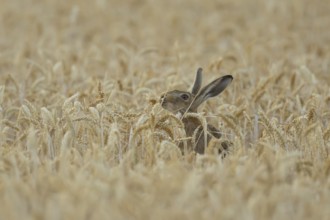 European brown hare (Lepus europaeus) adult animal feeding in a farmland wheat field in summer,