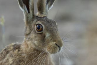 European brown hare (Lepus europaeus) head portrait adult animal in a farmland field in summer,