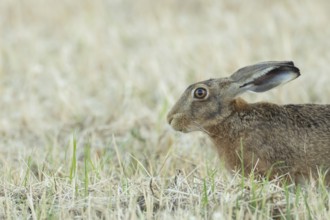 European brown hare (Lepus europaeus) adult animal in a farmland stubble field in summer, England,