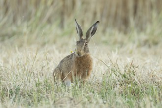 European brown hare (Lepus europaeus) adult animal in a farmland stubble field in summer, England,