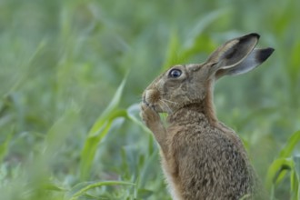 European brown hare (Lepus europaeus) adult animal in a farmland maize field in summer, England,
