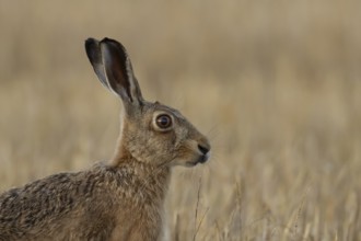 European brown hare (Lepus europaeus) head portrait adult animal in a farmland field in summer,