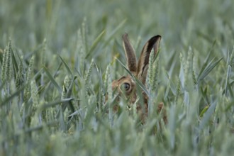 European brown hare (Lepus europaeus) adult animal in a farmland wheat field in summer, England,