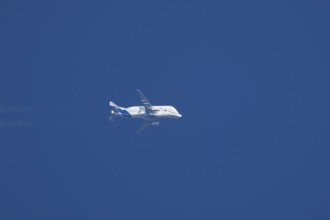Airbus A300-600ST Super Transporter or Beluga aircraft in flight in a blue sky with vapour trails