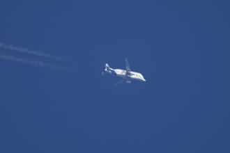 Airbus A300-600ST Super Transporter or Beluga aircraft in flight in a blue sky with vapour trails