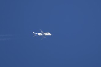Airbus A300-600ST Super Transporter or Beluga aircraft in flight in a blue sky with vapour trails