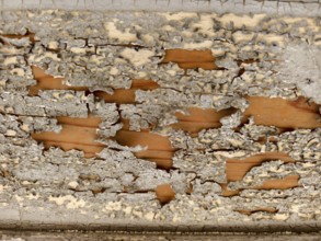 Flaking grey layer of paint on weathered wood Lower Austria Austria