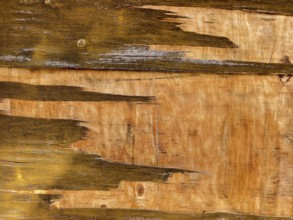 Weathered wooden surface with peeling paint Lower Austria Austria
