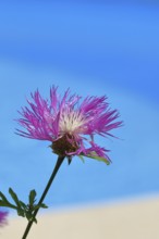Meadow knapweed or common knapweed (Centaurea jacea), flower, Wilnsdorf, North Rhine-Westphalia,