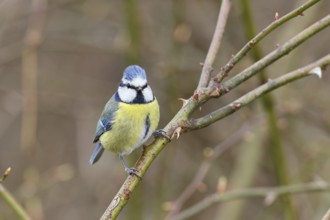 Blue tit (Parus caeruleus), sitting in the bushes of a dog rose (Rosa canina), Wilnsdorf, North