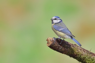 Blue tit (Parus caeruleus), sitting on a branch covered with moss, Wilnsdorf, North