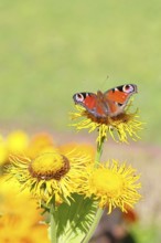 Peacock butterfly (Aglais io), on a yellow flower of a Great Telekie (Telekia speciosa), Wilnsdorf,