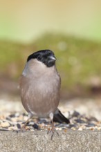 Bullfinch (Pyrrhula pyrrhula), female, sitting at a winter feeder in the garden, Wilnsdorf, North