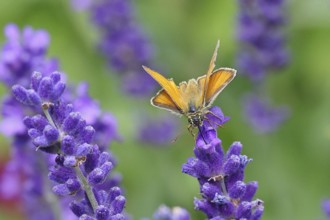 Large skipper (Ochlodes venatus), collecting nectar from a flower of Common lavender (Lavandula