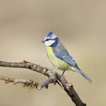 Blue tit (Parus caeruleus), sitting on a branch, Wilnsdorf, North Rhine-Westphalia, Germany