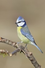Blue tit (Parus caeruleus), sitting on a branch, Wilnsdorf, North Rhine-Westphalia, Germany