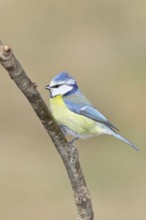 Blue tit (Parus caeruleus), sitting on a branch, Wilnsdorf, North Rhine-Westphalia, Germany
