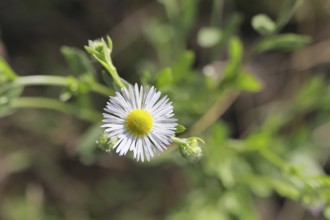 Annual ragweed (Erigeron annuus), by the wayside in a field, Wilnsdorf, North Rhine-Westphalia,
