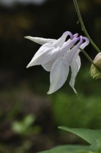 Columbine (Aquilegia vulgaris), white flower at the edge of a forest, Wilnsdorf, North