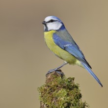 Blue tit (Parus caeruleus), sitting on moss-covered dead wood, Wilnsdorf, North Rhine-Westphalia,