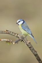 Blue tit (Parus caeruleus), sitting on a branch, Wilnsdorf, North Rhine-Westphalia, Germany