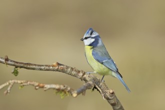 Blue tit (Parus caeruleus), sitting on a branch, Wilnsdorf, North Rhine-Westphalia, Germany