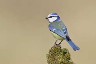 Blue tit (Parus caeruleus), sitting on moss-covered dead wood, Wilnsdorf, North Rhine-Westphalia,