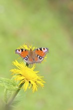 Peacock butterfly (Aglais io), on a yellow flower of a Great Telekie (Telekia speciosa), Wilnsdorf,