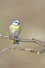 Blue tit (Parus caeruleus), sitting on a branch, Wilnsdorf, North Rhine-Westphalia, Germany