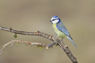 Blue tit (Parus caeruleus), sitting on a branch, Wilnsdorf, North Rhine-Westphalia, Germany