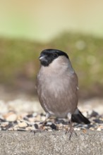 Bullfinch (Pyrrhula pyrrhula), female, sitting at a winter feeder in the garden, Wilnsdorf, North