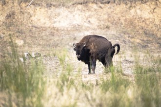 European bison (Bos bonasus), bison grazing in open country, Döberitzer Heide nature reserve,